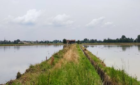 Tipico panorama irriguo